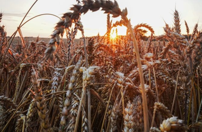 Latvija pastiprina graudu kontroli ciešā sadarbībā ar Ukrainu