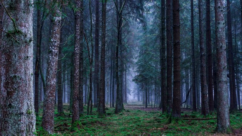 Aug interese par meža apsaimniekošanu kā ilgtermiņa pakalpojumu