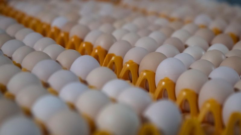 Piešķir 20,8 miljonus eiro Lit Egg dējējvistu un jaunputnu novietņu būvniecībai