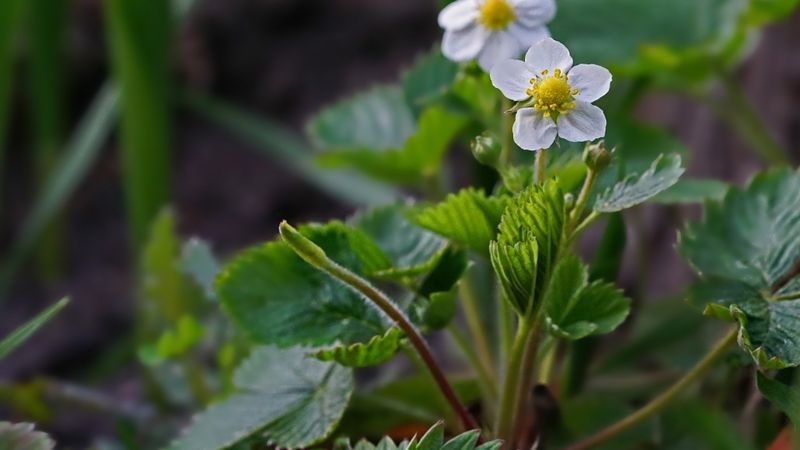 Latvijā palielinās interese pēc "frigo" zemeņu stādiem