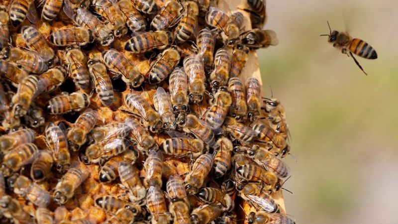 ES tiesa atceļ EK aizliegumu izmantot insekticīdu fipronilu