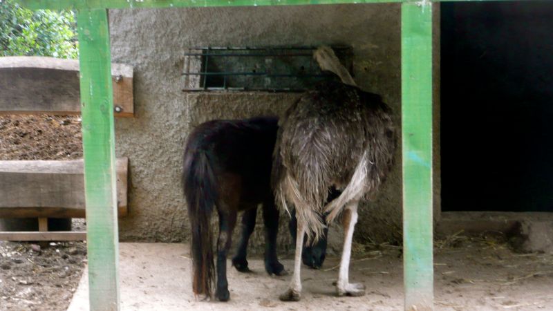 Beidzot slēgs «sliktāko zoodārzu pasaulē»
