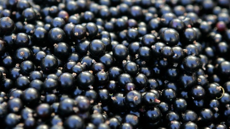 Brīvais vilnis sācis jaunu paralēlo darbības virzienu - saldēt ogas
