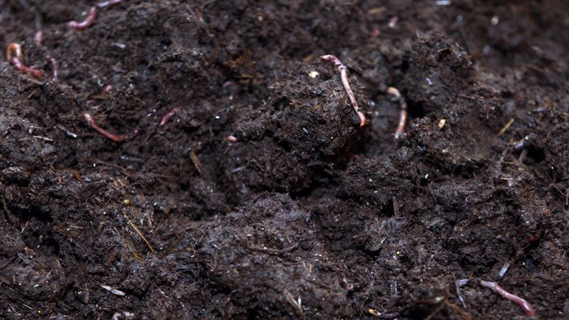 Pieprasījums pēc biohumusa aug