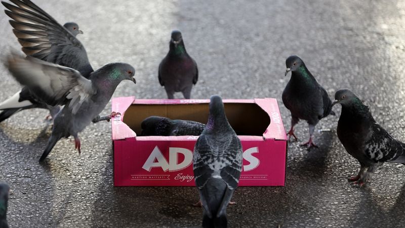 Adugs advokāte pauž aizdomas par reiderisma mēģinājumu