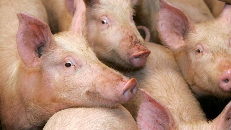 Baltic Pork peļņa ievērojami samazinājusies