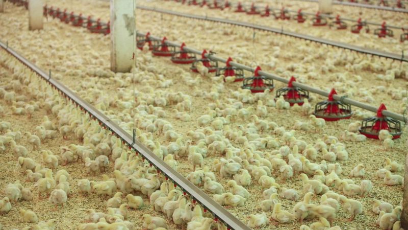 Putnu fabrika Ķekava biodrošībā investējusi 4,5 miljonus eiro