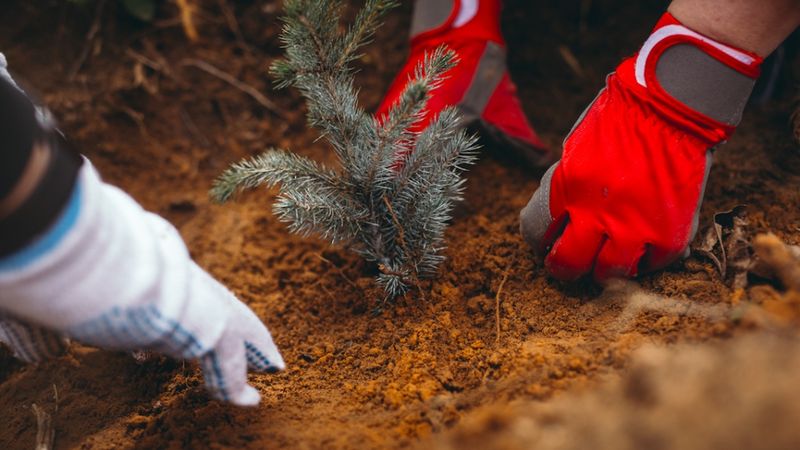 Ar egļu jaunaudzi kompensē gada etiķešu papīra apjomu