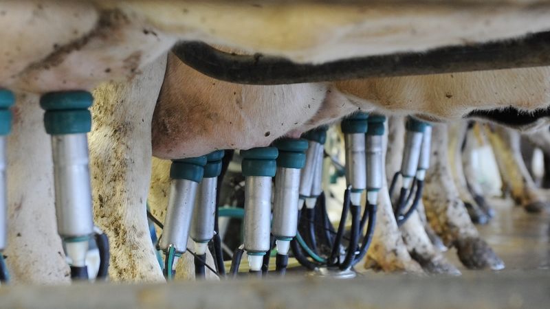 Piena ražotāji sasniedz rekordus