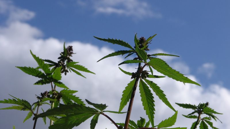 Francijas izglītības ministrs vēlas legalizēt marihuānu