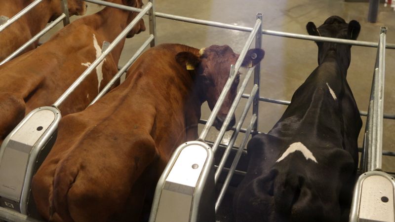Neviena lielā piena ražošanas saimniecība Latvijā nav likvidēta