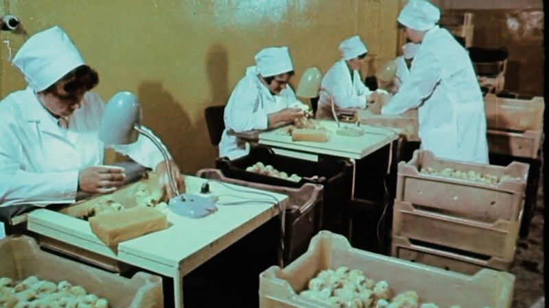 Zīmola Putnu fabrika Ķekava vēsture
