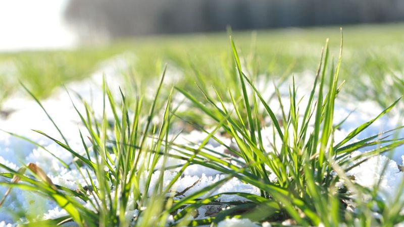 Zemgalē būs jāpārsēj līdz pat 80% no graudu sējumiem