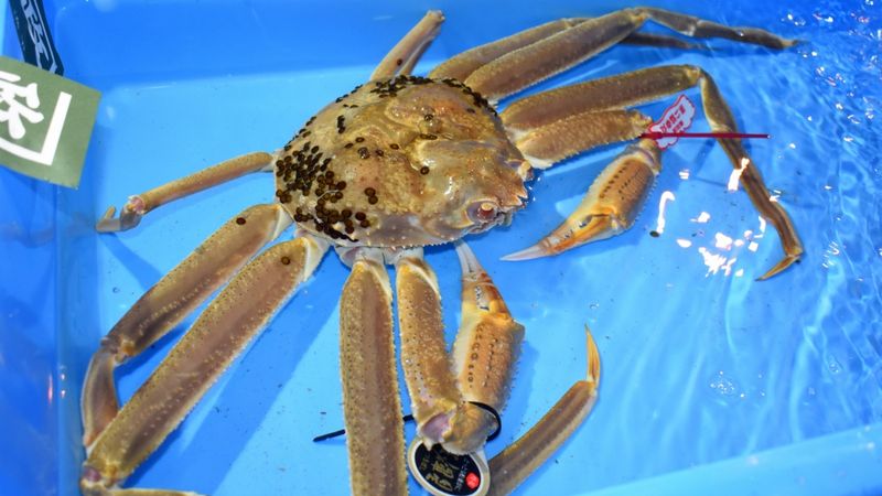 Japānā par rekordaugstu cenu izsolē pārdots sniega krabis