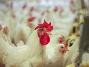 Ķekava Foods aicina lauksaimniekus kļūt par sadarbības partneriem