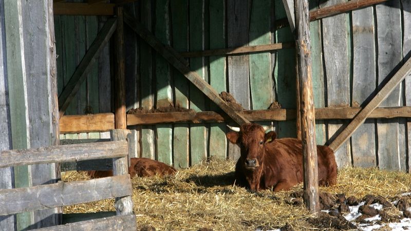 Lauksaimnieki: Papildu piešķirtais 51 miljons eiro nodrošinās vien izdzīvošanu
