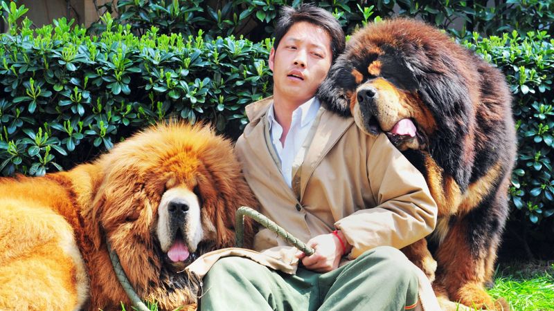 Pasaulē dārgākais suns: Tibetas mastifs pārdots par vairāk nekā miljonu eiro