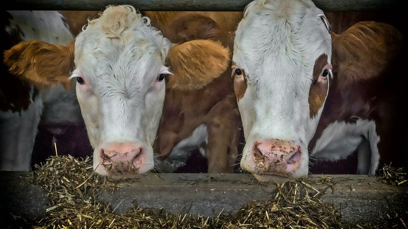 Polijā konstatēts trako govju slimības gadījums