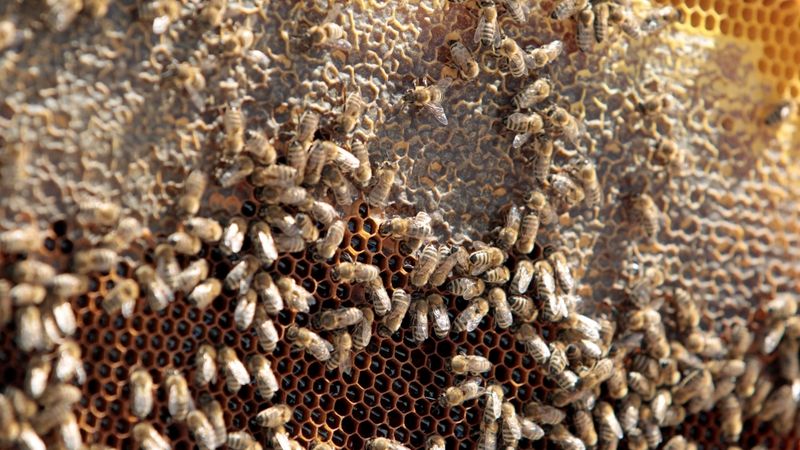 Pesticīdu izmantošanā apsteidzam kaimiņvalstis