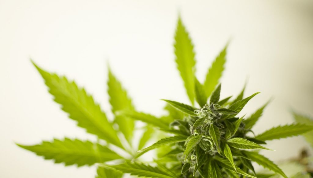 Vācijas Veselības ministrija: Marihuānas legalizācija ļaus ietaupīt miljardu eiro