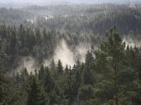 Ārzemju uzņēmumi izpērk Latvijas mežu platības