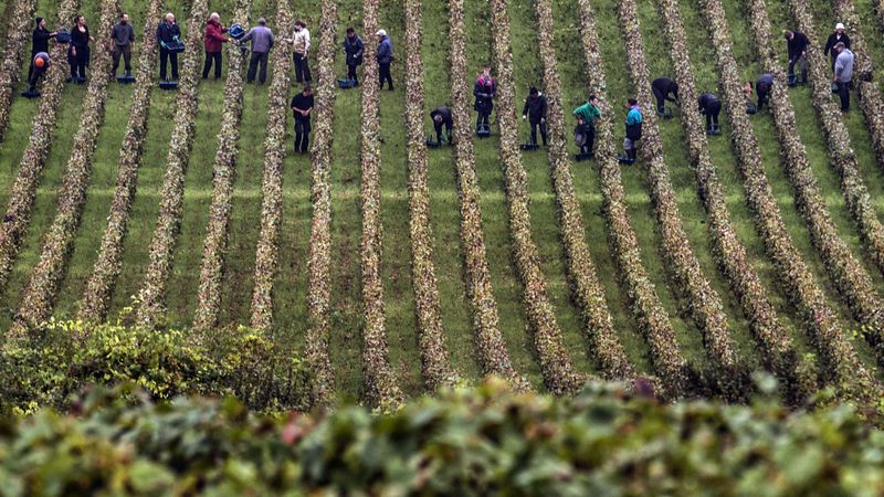 Vīndarim Francijā draud cietumsods par atteikšanos no pesticīdiem