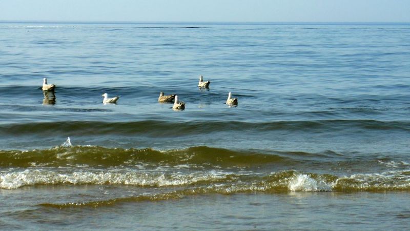 Atveseļojot Baltijas jūru, gadā varētu nopelnīt 32 miljardus eiro, norāda vides aizstāvji