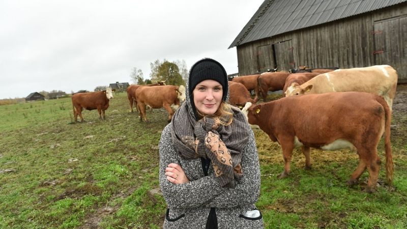 Plāns attīstīt liellopu gaļas piegādi attaisnojas