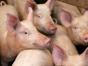 Pabeigta cūku likvidēšana ĀCM skartajā Baltic pork novietnē