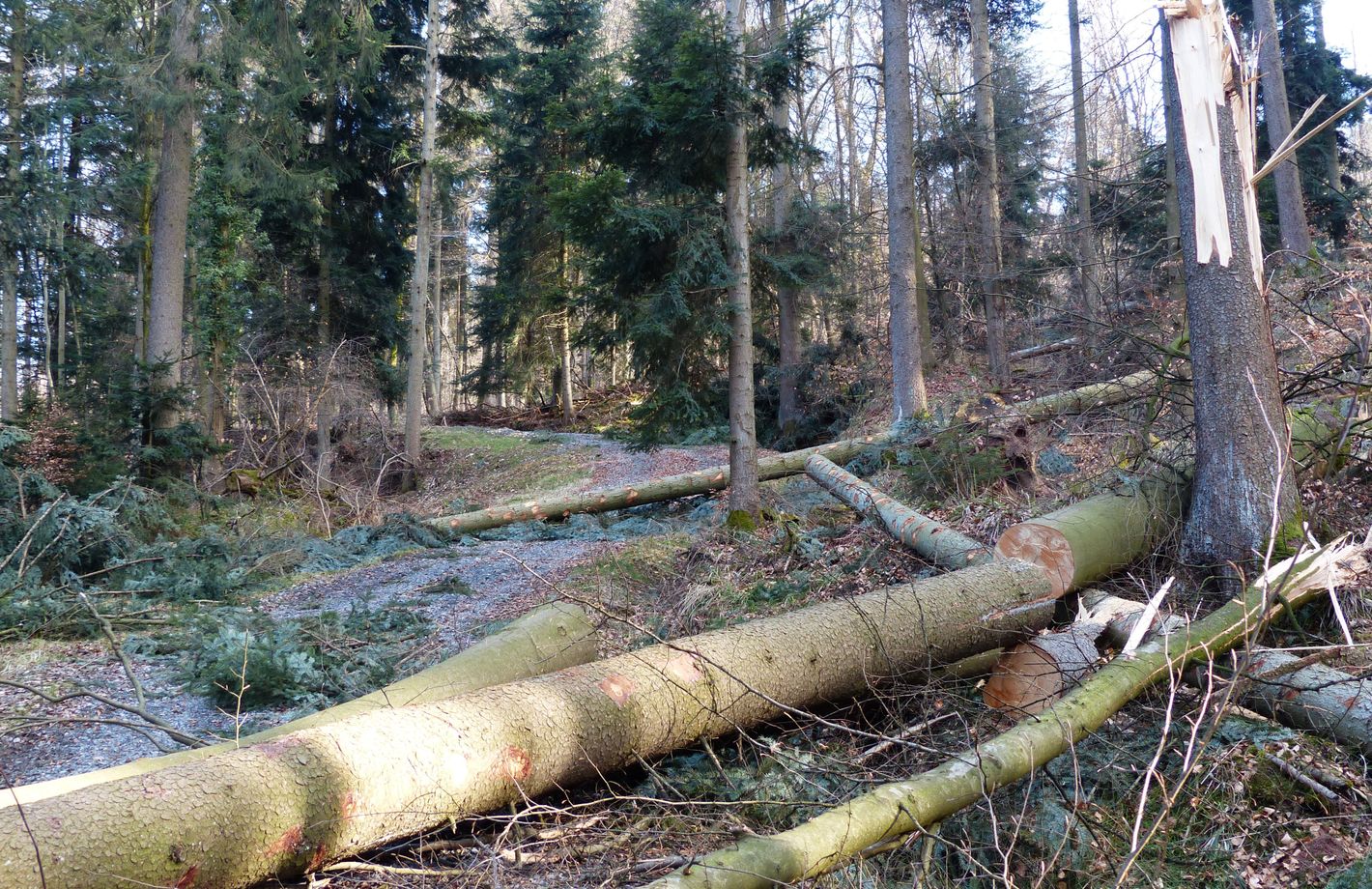 Vētras lielākais cenu spiediens varētu būt uz zemākas kvalitātes koksni