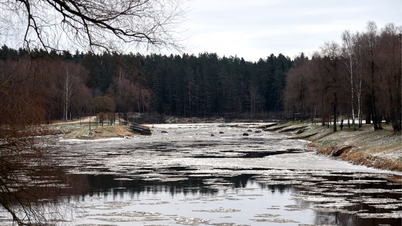 Zivju faunas saglabāšanā visnozīmīgākā Latvijas upe ir Gauja