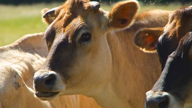 Food Union: Latvija tuvākajos gados varētu kļūt par Eiropas piena fermu
