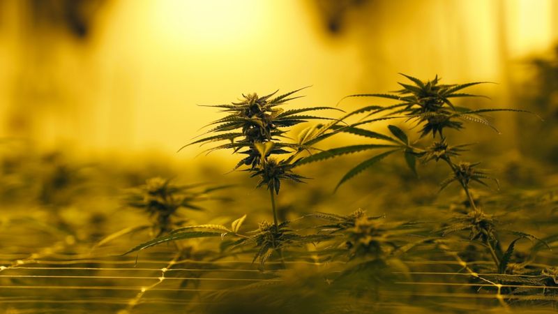 Luksemburga apstiprina plānus par marihuānas legalizāciju
