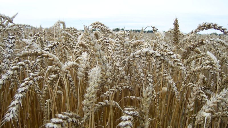 Lietuvas graudaugu raža pērn pieaug līdz 5,324 miljoniem tonnu