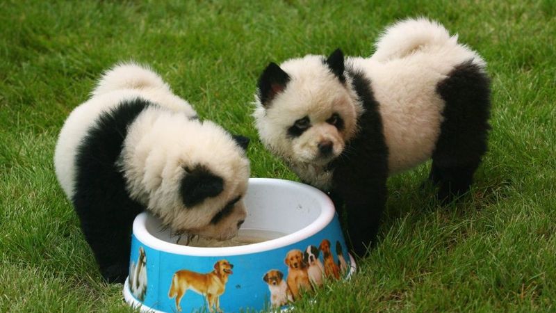 Ķīnā zeļ pandsuņu bizness