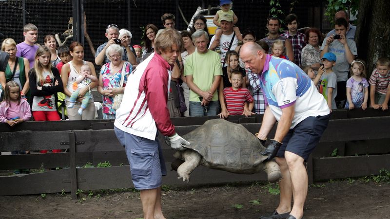 Zoodārzā Bergmanis un olimpieši palīdzējuši bruņurupuču svēršanā