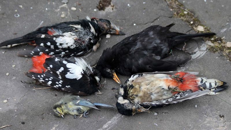 Papildināta - Vairoga pārvads - joprojām nāvējošas lamatas putniem