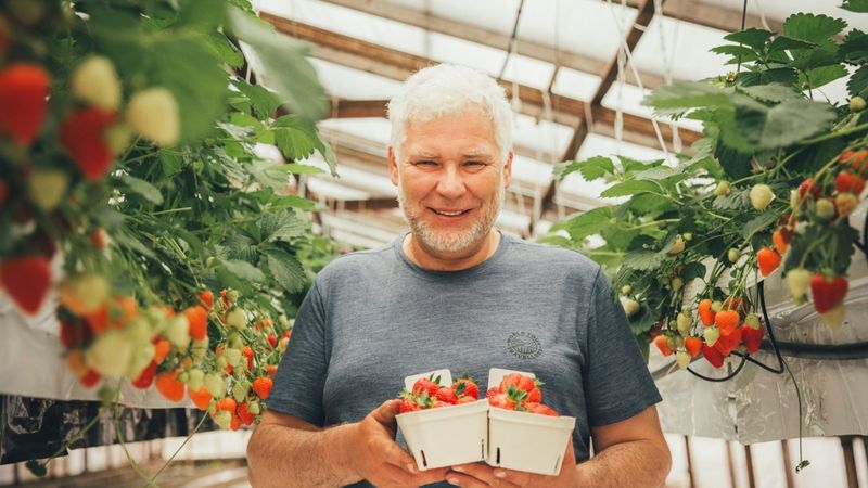 Šogad segtajās platībās zemenes sāk stādīt agrāk