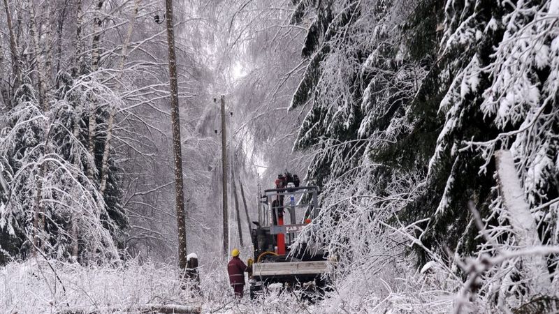 Sadales tīkls noliedz pretlikumīgas darbības īpaši dārgajā koku izzāģēšanas sāgā