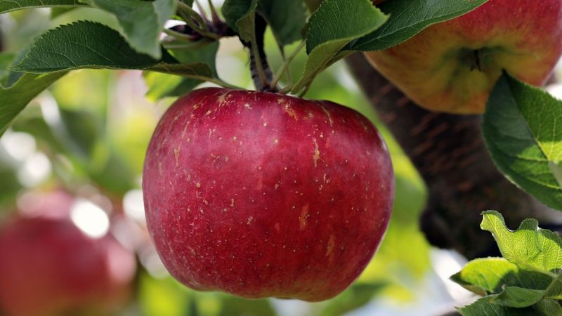 Raža laba, bet uztraucoša ir iedzīvotāju pirktspēja