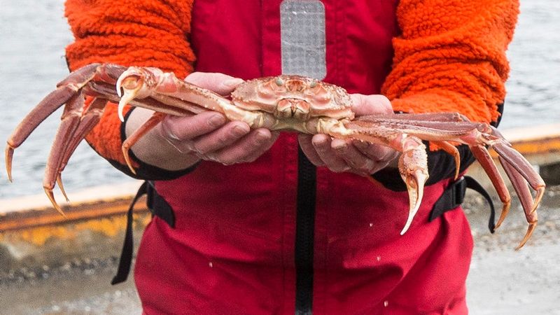 Sniega krabju zvejas lieta nonākusi starptautiskajā šķīrējtiesā