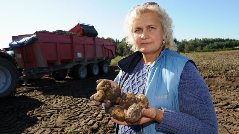 Pārtikas bizness: Kartupeļu audzētāju biznesam iegriež mitrums un tupeņu cenas