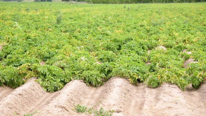 Asociācija: Pieprasījums pēc bioloģiskās pārtikas visā pasaulē turpina pieaugt; Latvijā ir potenciāls to ražot