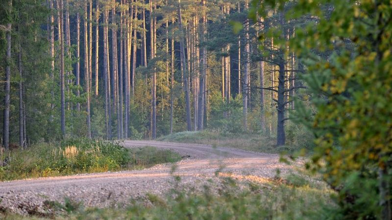 Latvijas valsts mežu ieguldījumi meža infrastruktūrā šogad sasniedz 37,4 miljonus eiro