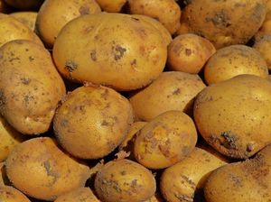 Orkla Latvija bažījas par graudu un kartupeļu ražas kvalitāti
