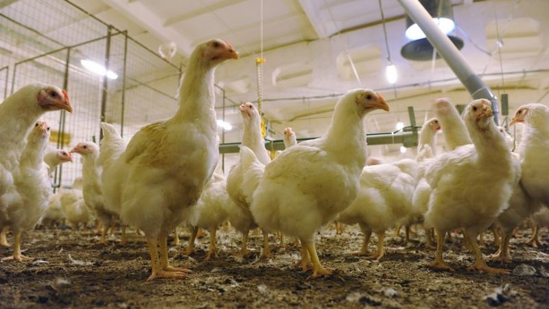 Putnu fabrika Ķekava  par 475 tūkstošiem eiro iegādāsies iekārtas putnu audzēšanas novietnēm