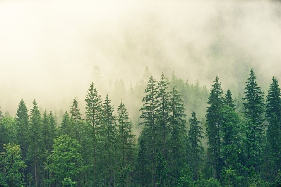 Foto: pixabay.com