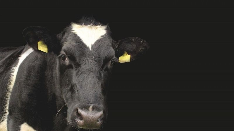 Slaucamo govju fermas izveidē investēs 1,2 miljonus eiro