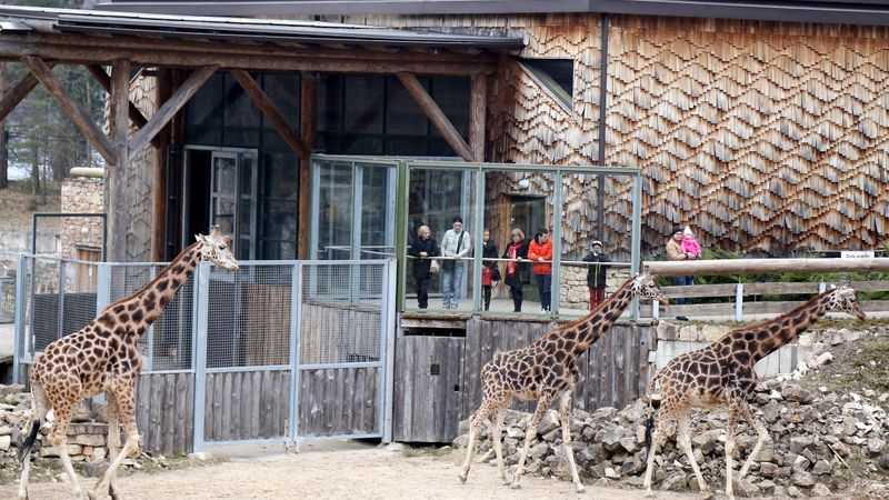 Zooloģiskā dārza apmeklētāju skaits nedaudz sarucis