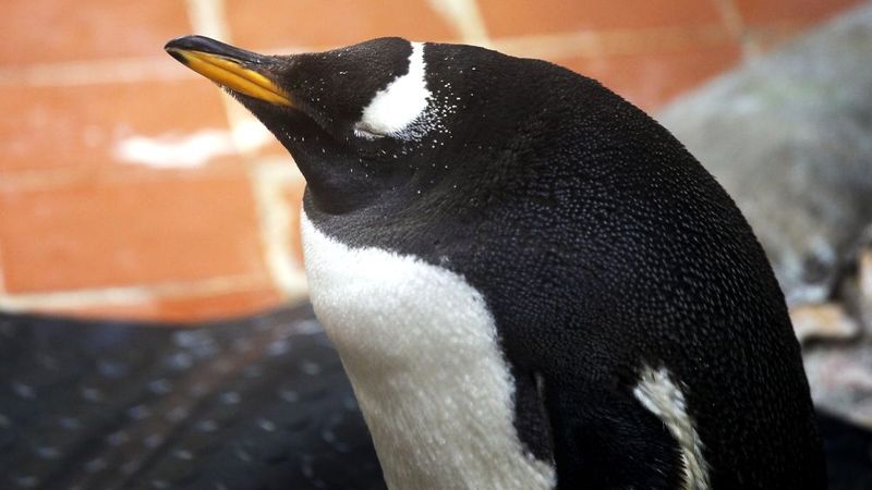 Pēc 50 gadu pauzes Rīgas Zooloģiskajā atkal apskatāmi pingvīni